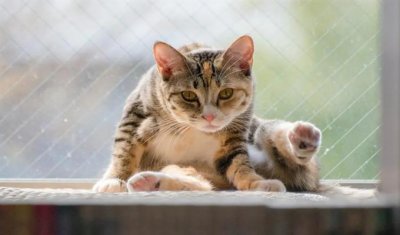 ​100个好听到爆的猫咪名字 宠物猫好听的独特名字