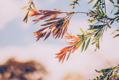 ​春节祝福语短句10字 春节的祝福语短句20字(精选75句)